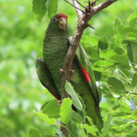 Tucuman Amazon
